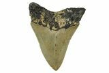 Serrated, Fossil Megalodon Tooth - North Carolina #378103-1